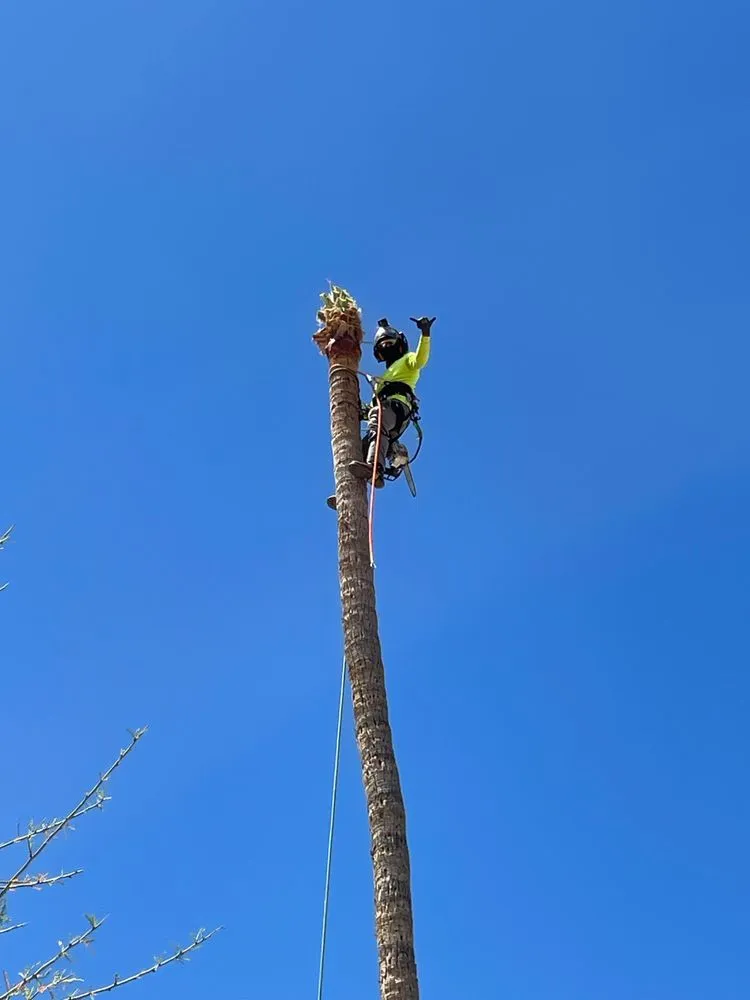 Professional yard cleanup service experts serving Tucson, AZ - Mellgren Tree Service