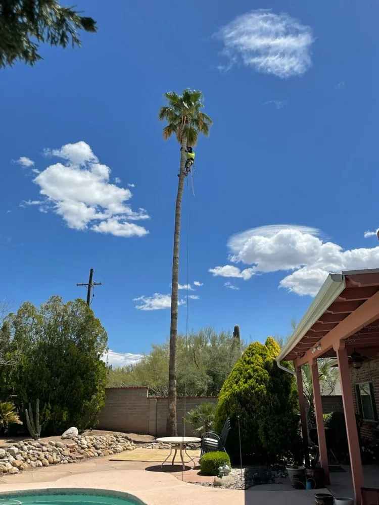 Affordable garden landscaping for homes in Tucson, AZ by Mellgren Tree Service