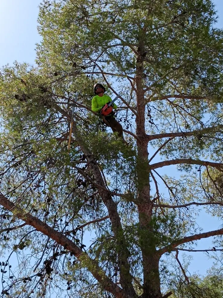 Custom outdoor landscaping in Tucson, AZ - Mellgren Tree Service