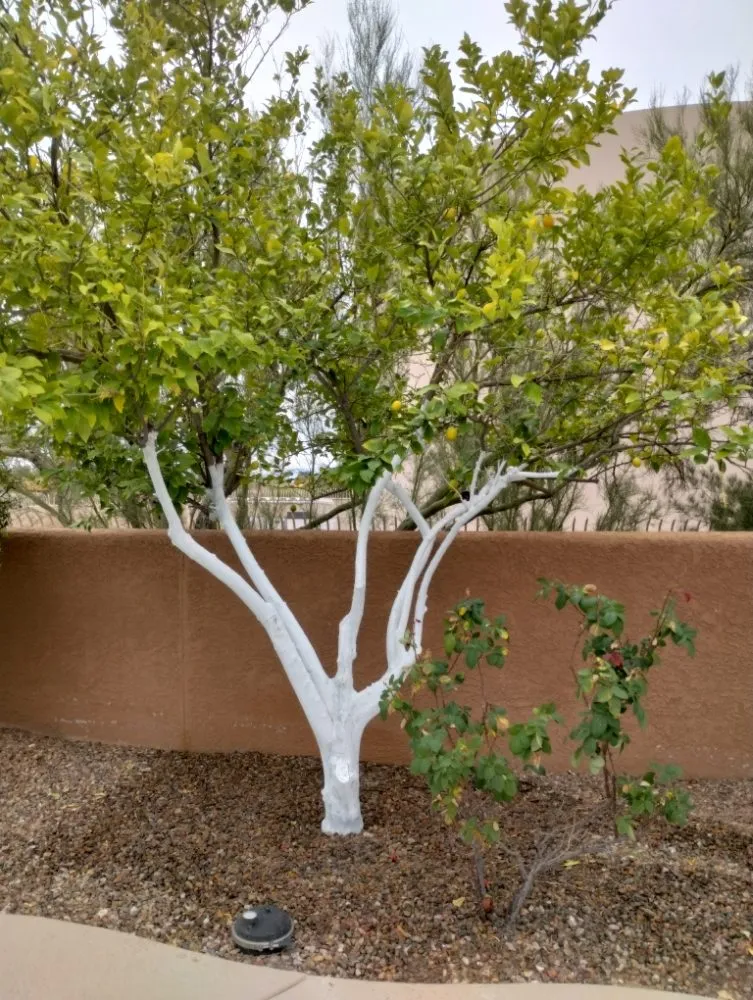 Custom lawn mowing service in Tucson, AZ - Mellgren Tree Service