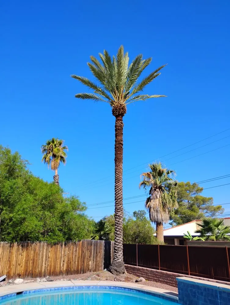 Affordable landscape design with custom design in Tucson, AZ by Mellgren Tree Service