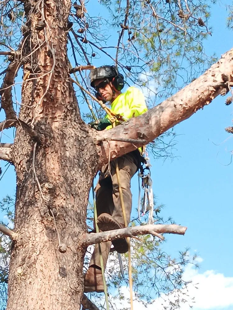 Custom landscaping services in Tucson, AZ by Mellgren Tree Service
