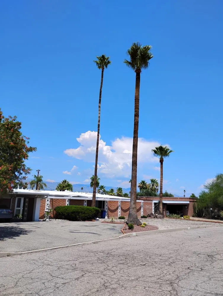 Custom yard maintenance experts serving Tucson, AZ - Mellgren Tree Service