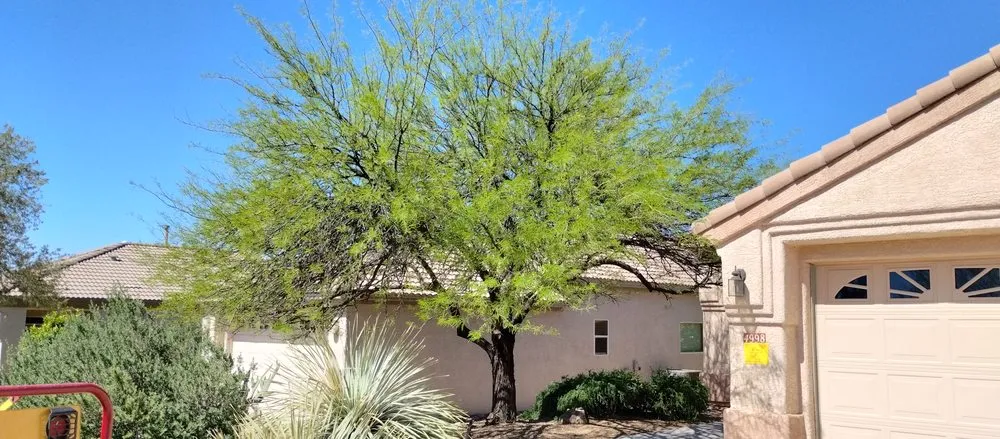Local lawn mowing service experts serving Tucson, AZ - Mellgren Tree Service