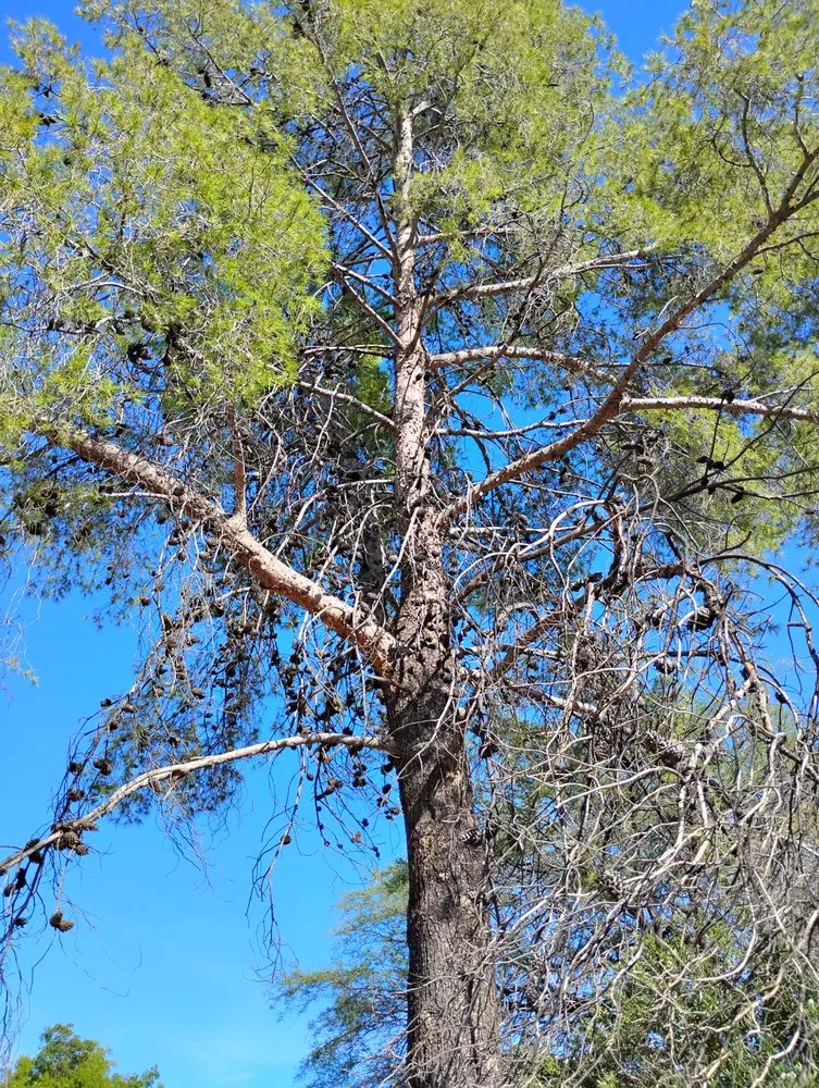 Custom landscape design in Tucson, AZ by Mellgren Tree Service