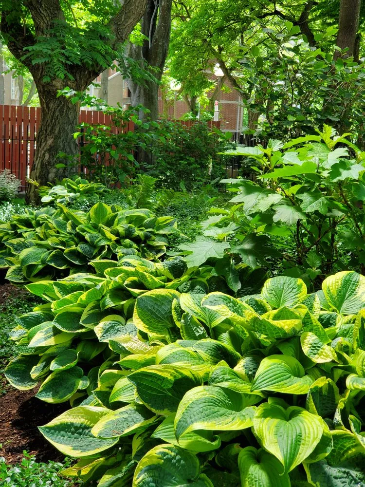 Expert lawn mowing service in Boston, MA by Melo Garden Design