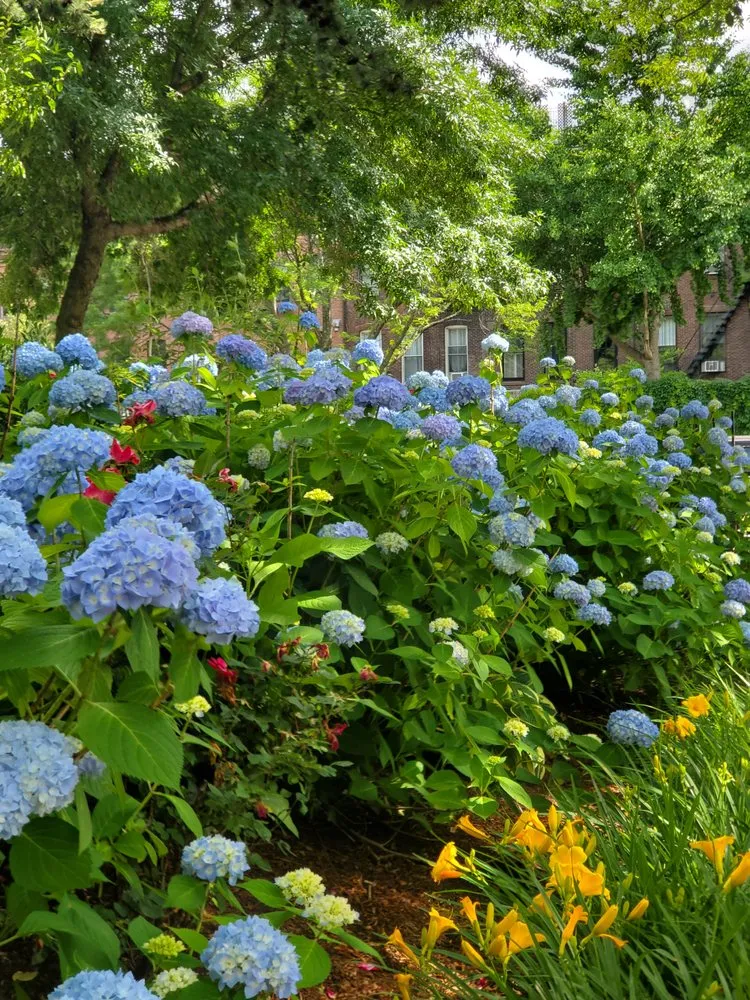 Top-rated yard cleanup service for homes across Boston, MA - Melo Garden Design