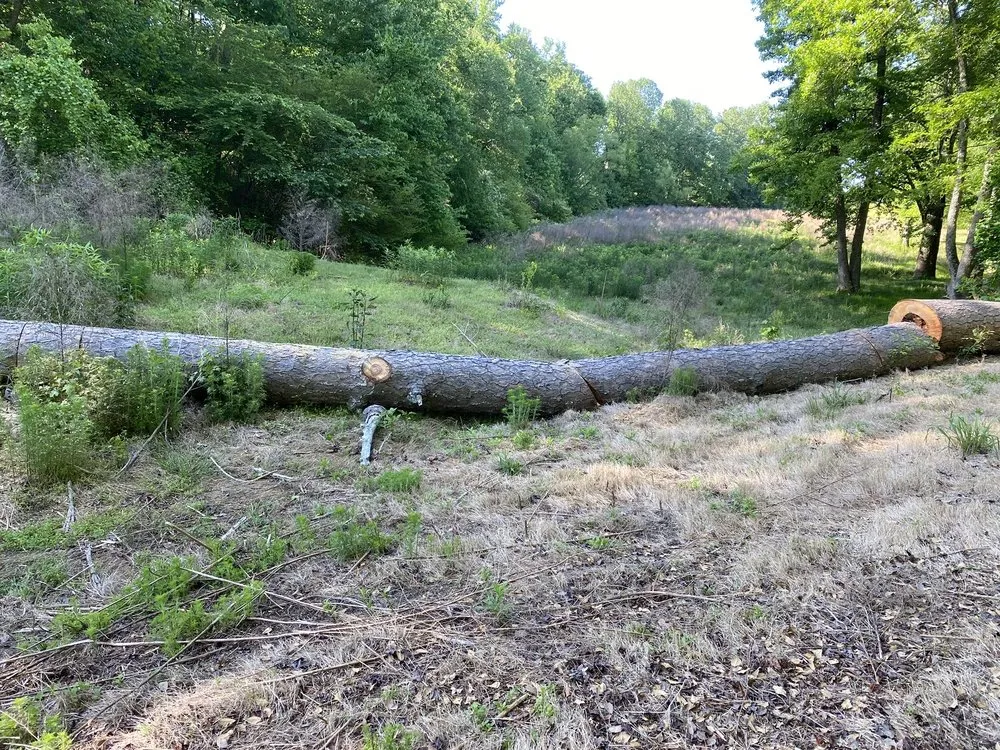 Affordable lawn care service in Cumming, GA by Melo Group Service