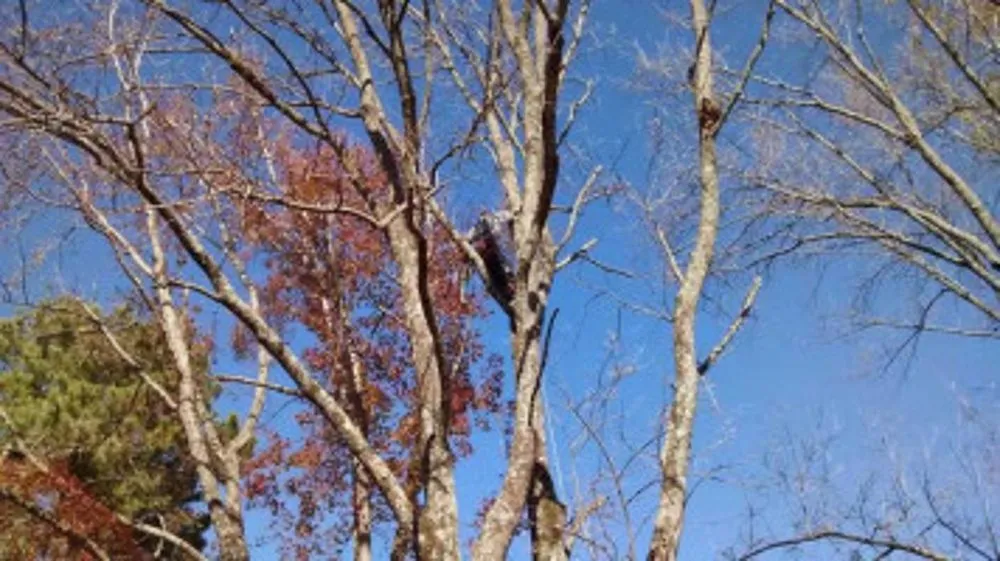 Top-rated landscaping services for residential properties in Huntsville, AL by Melrose Tree and Landscaping