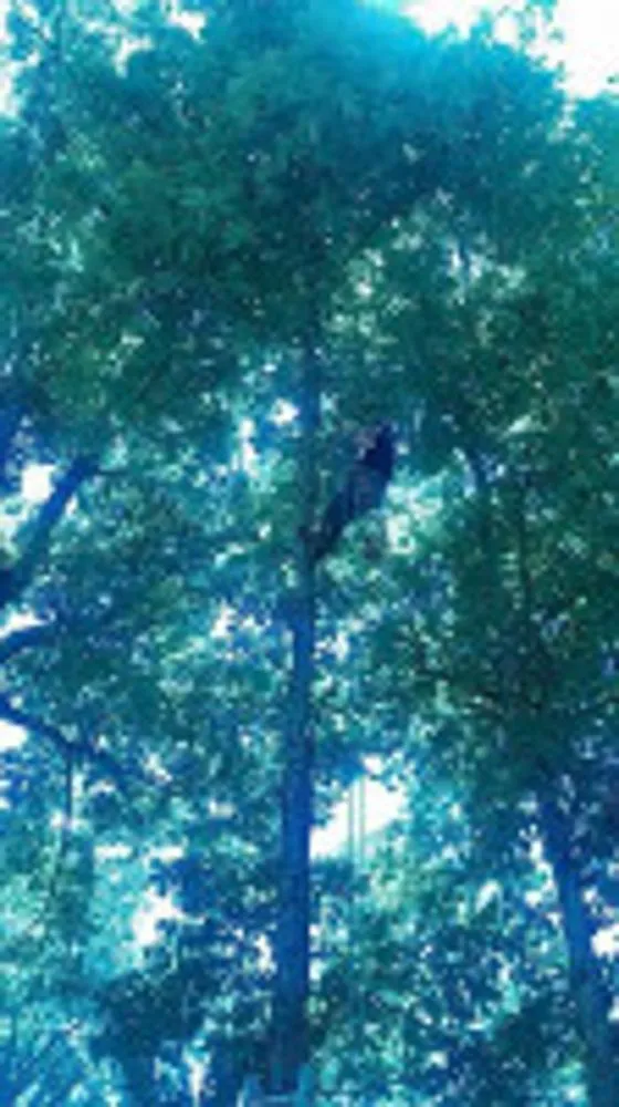 Reliable outdoor landscaping experts serving Huntsville, AL - Melrose Tree and Landscaping