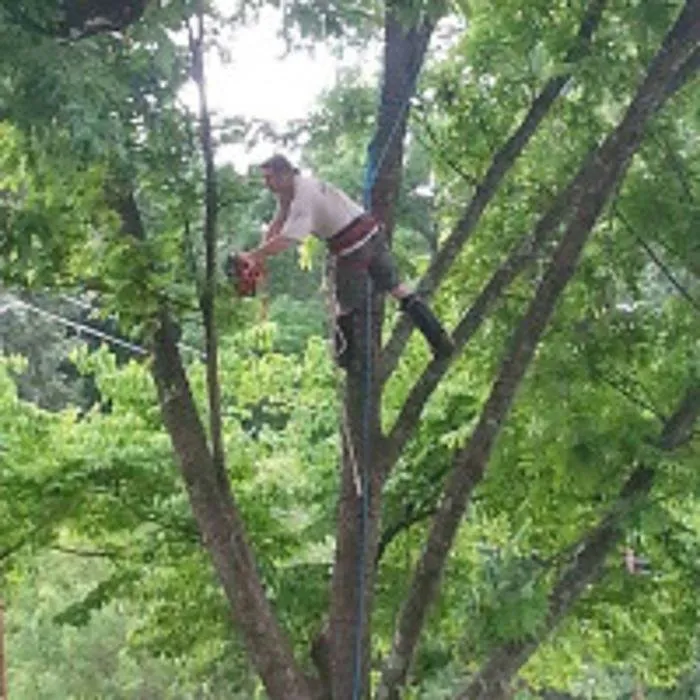 Professional yard cleanup service in Huntsville, AL - Melrose Tree and Landscaping