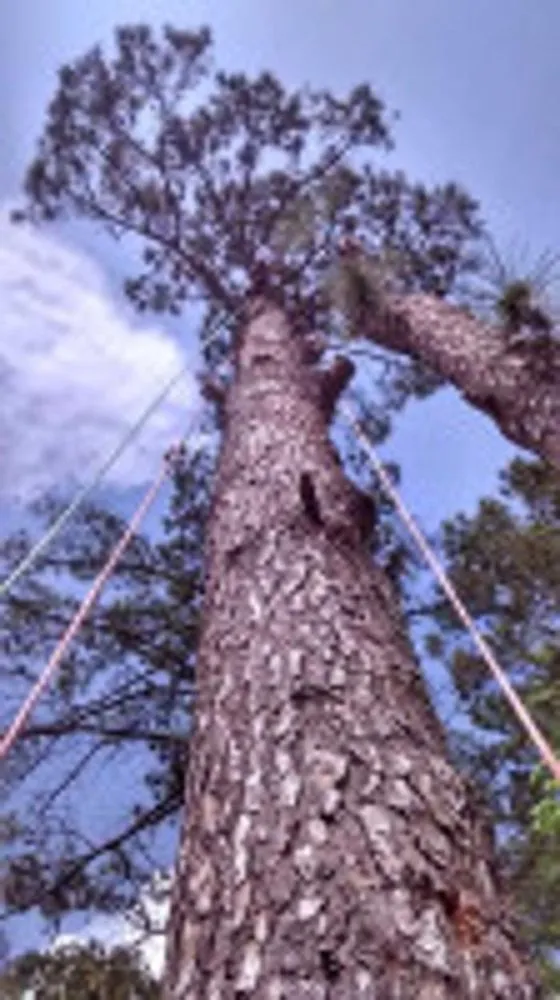 Professional lawn mowing service in Huntsville, AL - Melrose Tree and Landscaping