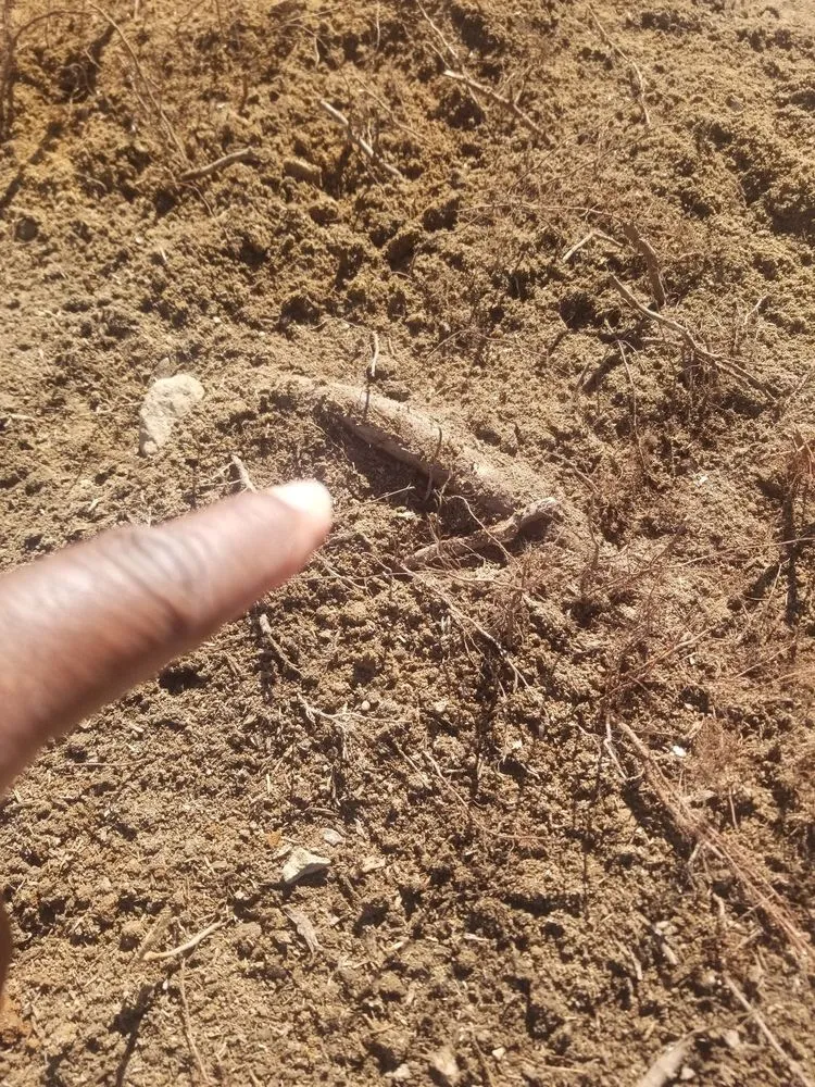 Affordable lawn care service experts serving Deatsville, AL - Mel's lawn service