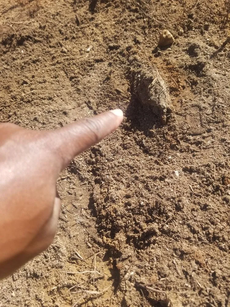 Professional lawn mowing service in Deatsville, AL - Mel's lawn service