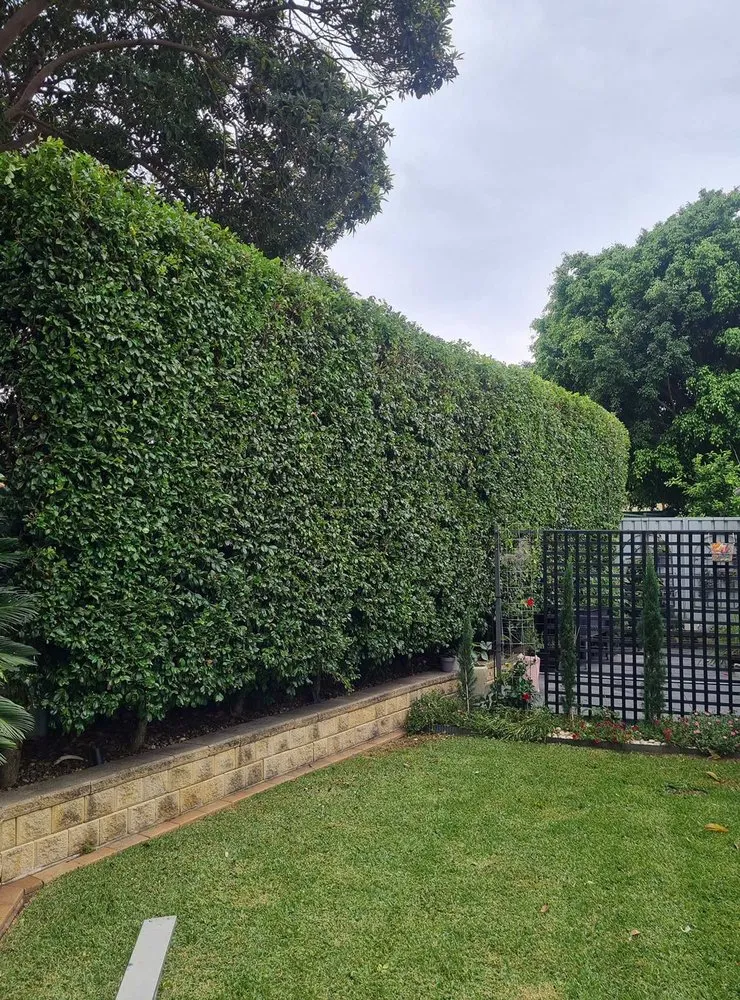 Expert landscape installation in Dallas, TX by Melshire Lawn Care