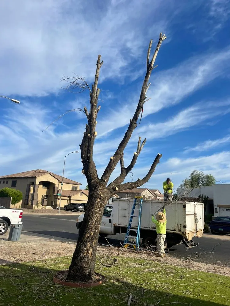 Local landscape design in Chandler, AZ - Melvin's Landscaping
