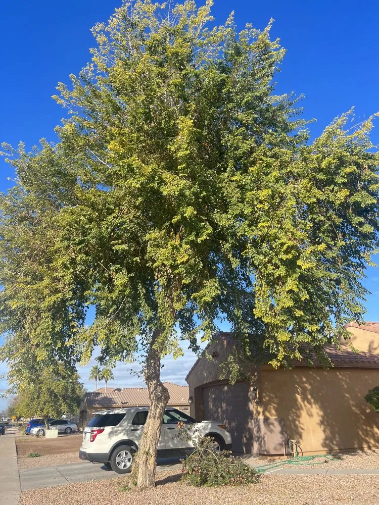 Local lawn care service near you in Chandler, AZ by Melvin's Landscaping