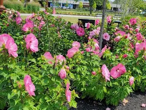 Affordable lawn mowing service for residential properties across Cranston, RI - Melvin´s Landscaping