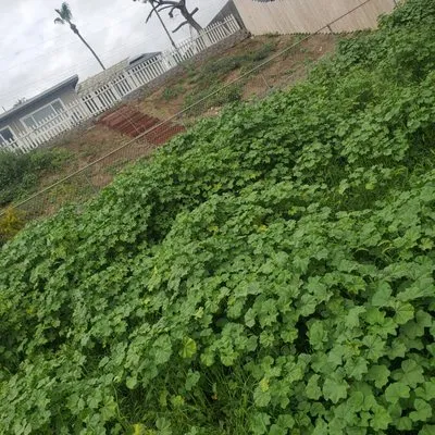 Memos Landscape & Tree Services Logo