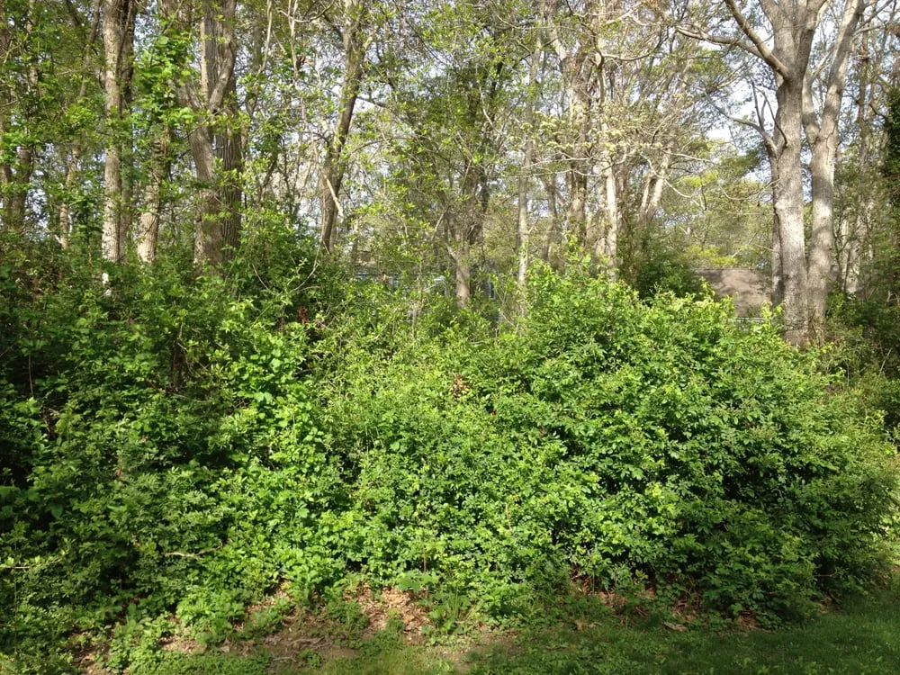 Professional landscaping services in Marstons Mills, MA by Men At Work