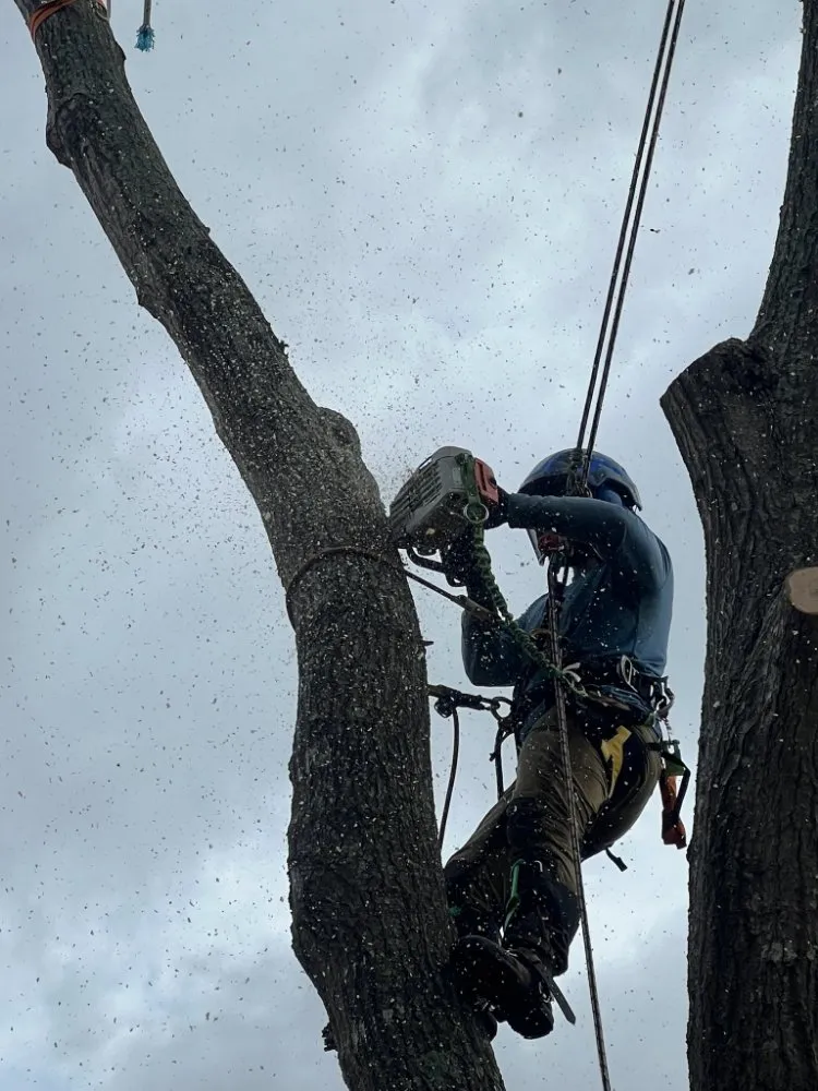 Reliable lawn mowing service for homes across Chappell Hill, TX - Men In Chaps Tree Service