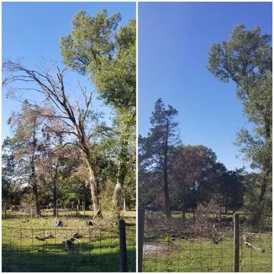 Men In Chaps Tree Service