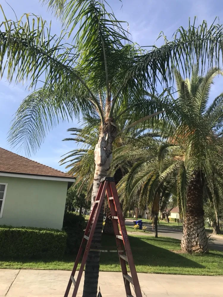 Trusted landscape design experts serving San Bernardino, CA - Mena Landscaping