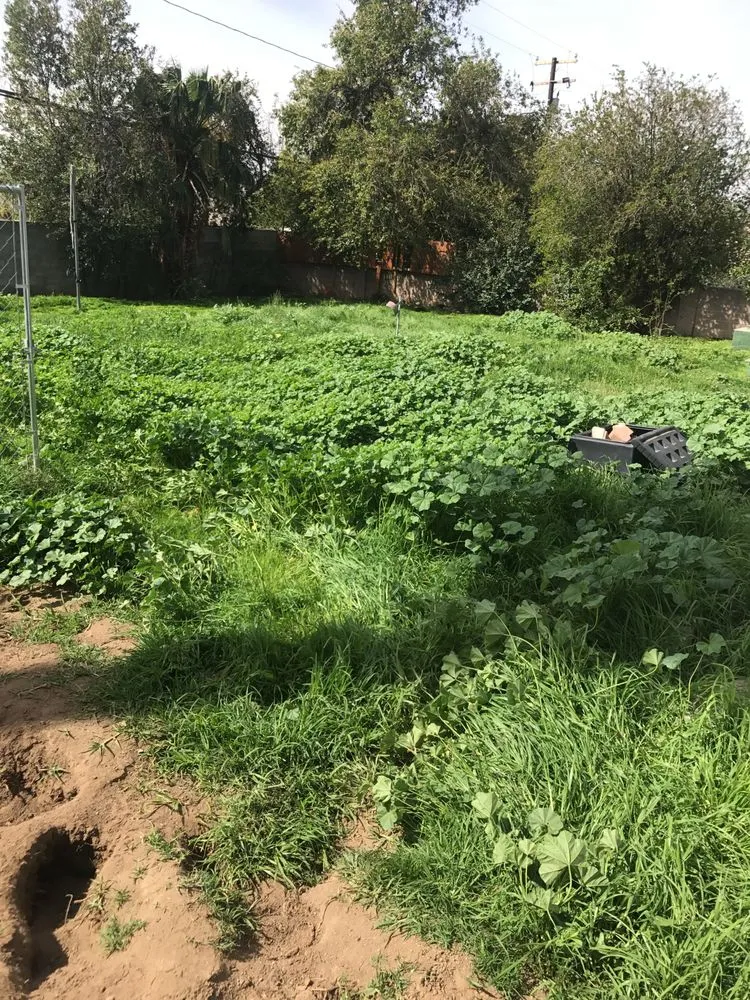 Custom yard cleanup service for homes across San Bernardino, CA - Mena Landscaping