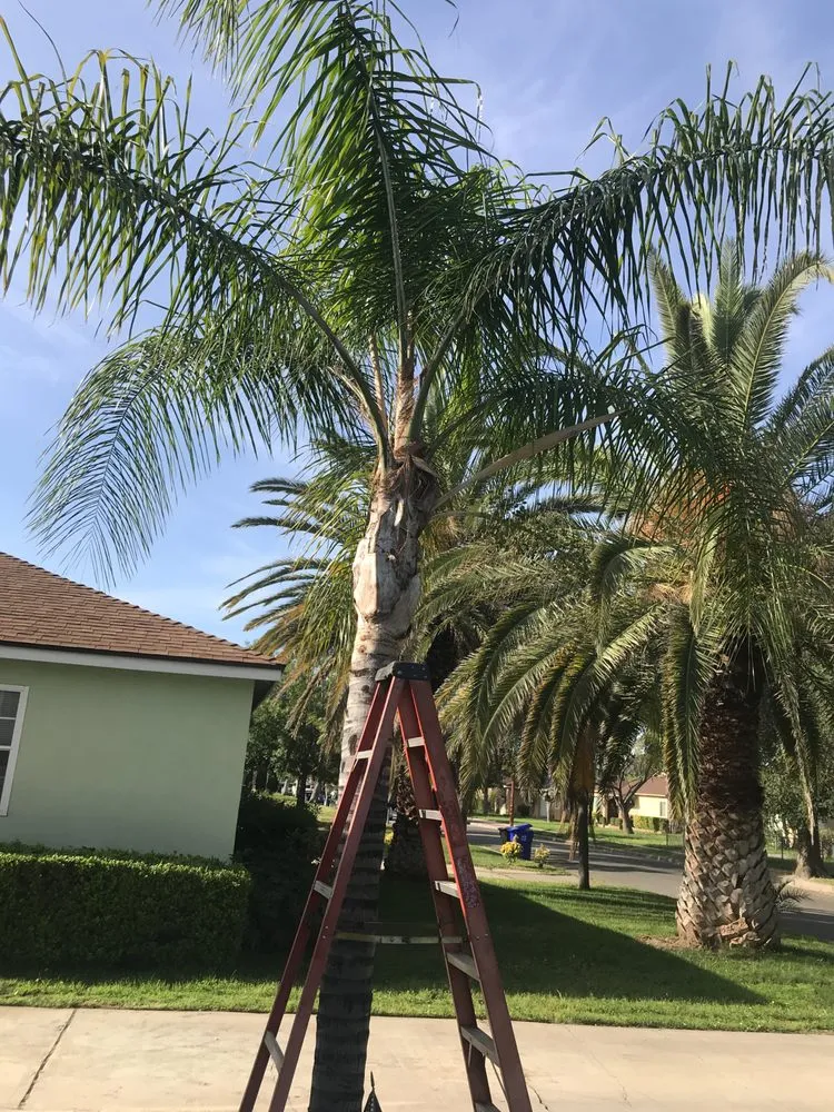 Custom landscaping services for residential properties in San Bernardino, CA by Mena Landscaping