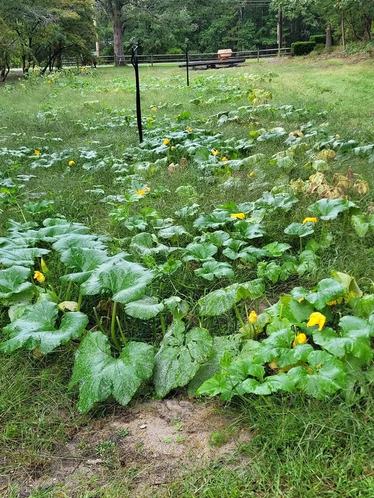 Custom landscape design in Millville, NJ by Menantico Creek Farms-Have Tractor Will Travel