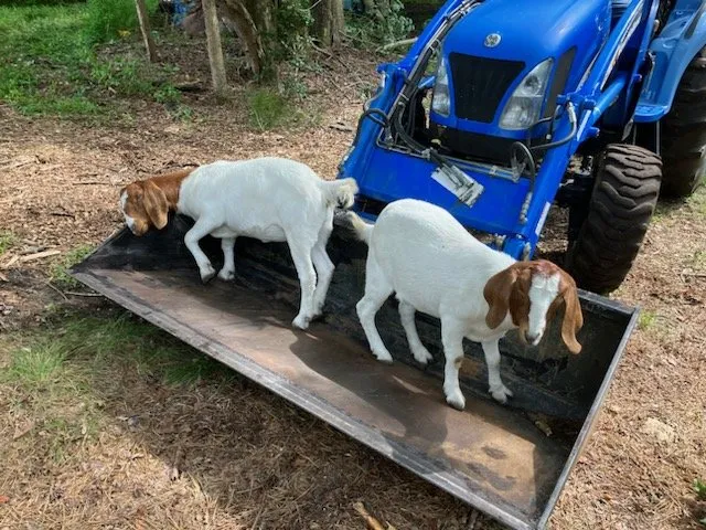 Reliable landscape design for beautiful yards in Millville, NJ by Menantico Creek Farms-Have Tractor Will Travel