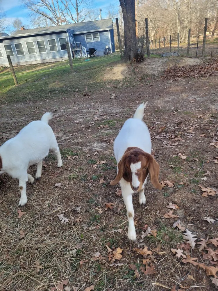 Local landscape design for homes across Millville, NJ - Menantico Creek Farms-Have Tractor Will Travel