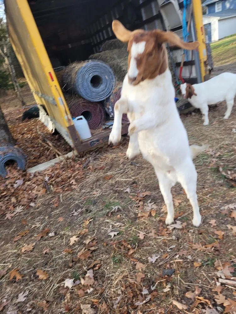 Professional lawn care service experts serving Millville, NJ - Menantico Creek Farms-Have Tractor Will Travel