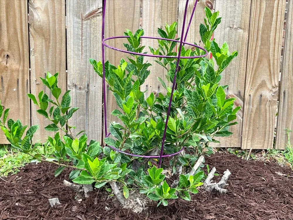 Local lawn mowing service for homes across Sulphur, LA - Menard Landscaping Services