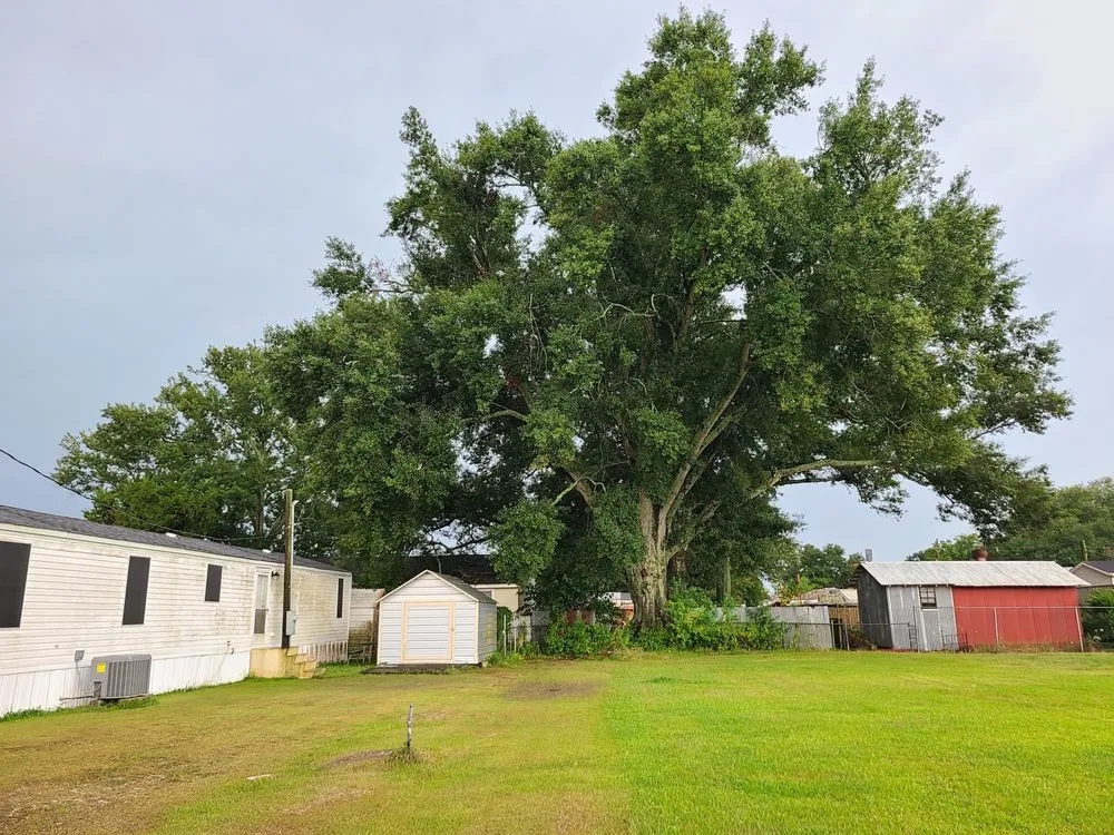 Top-rated yard cleanup service in Church Point, LA by Menard Tree Service