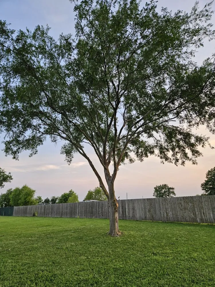 Expert yard maintenance in Church Point, LA by Menard Tree Service
