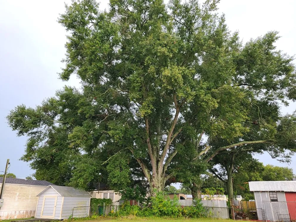 Top-rated lawn care service in Church Point, LA by Menard Tree Service