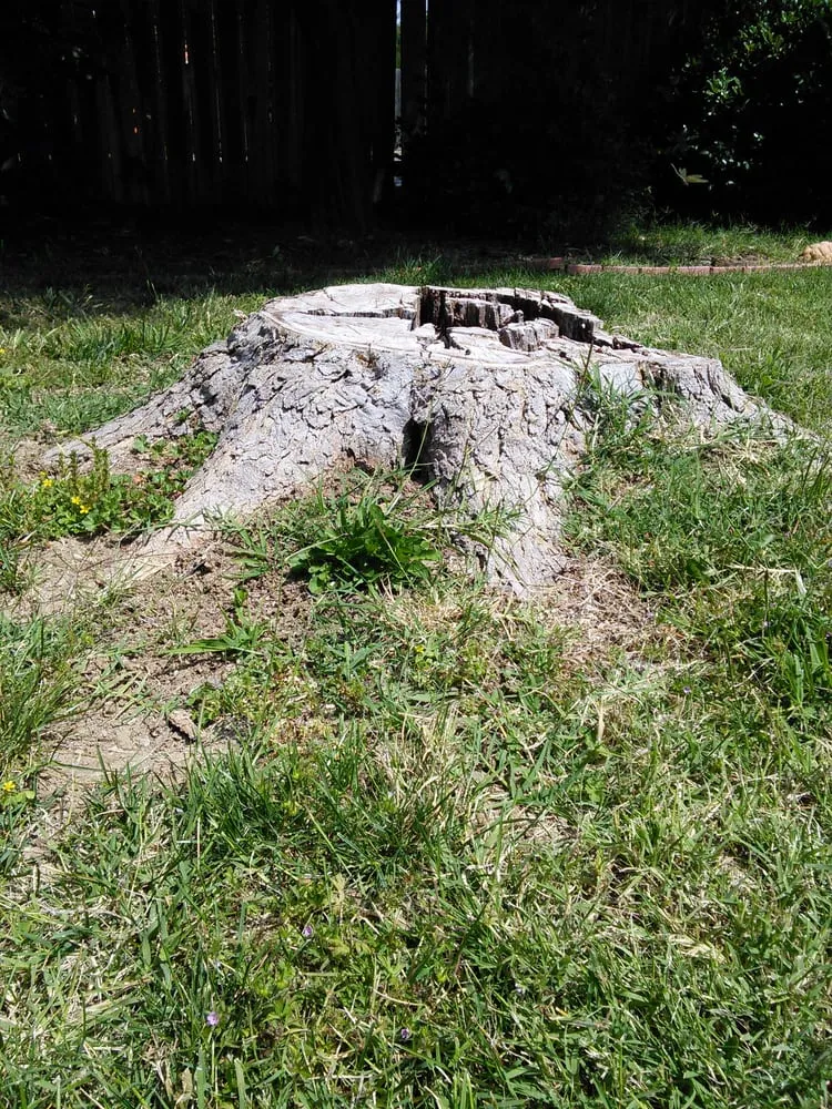 Reliable landscape design in Rio Linda, CA by Mendez Handy Services