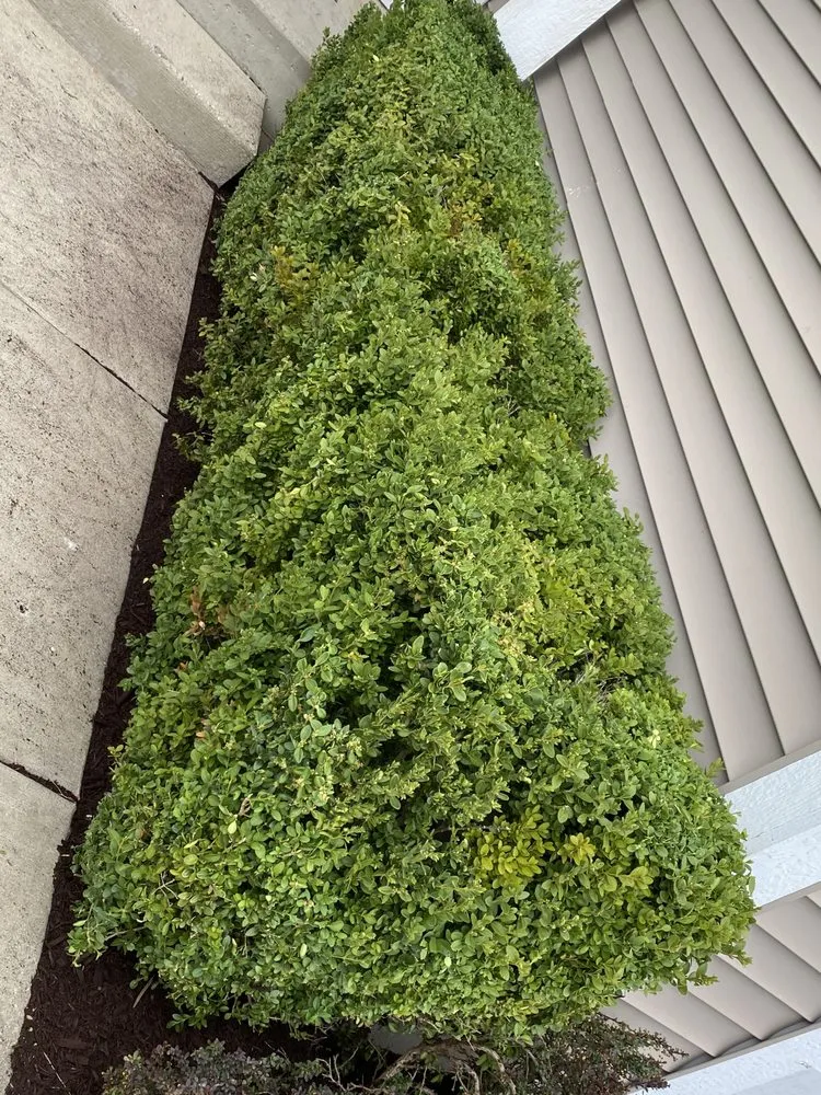 Professional landscaping services near you in Kenosha, WI by Mendez Landscaping and Lawn Care