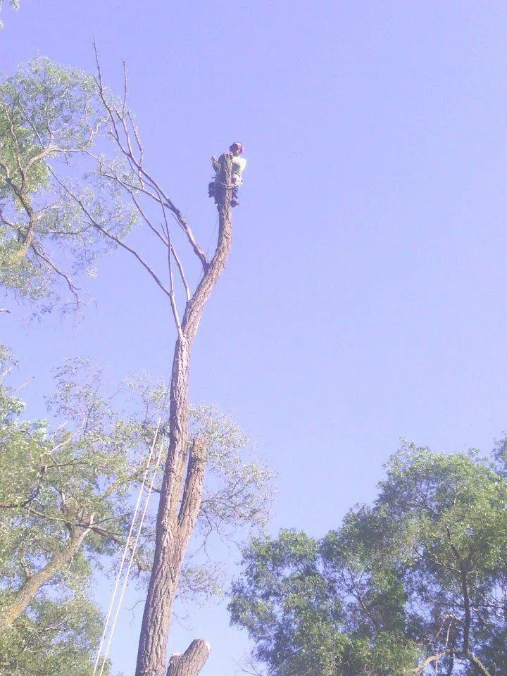 Professional landscaping services in Kenosha, WI by Mendez Landscaping and Lawn Care