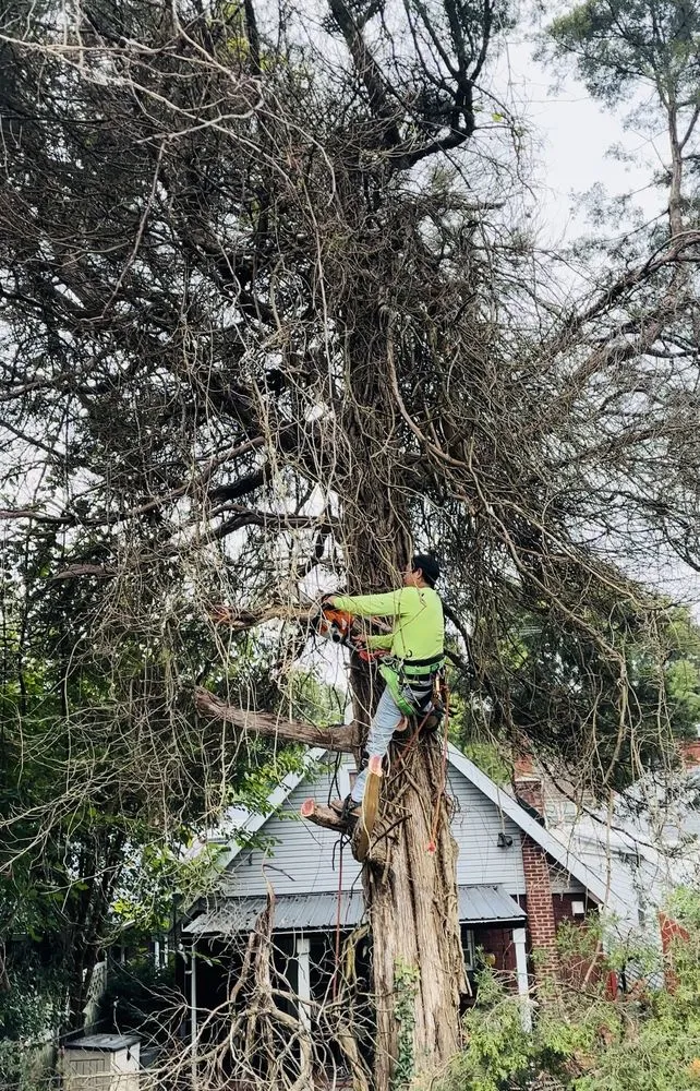Top-rated landscape design in Covington, KY - Mendez Landscaping