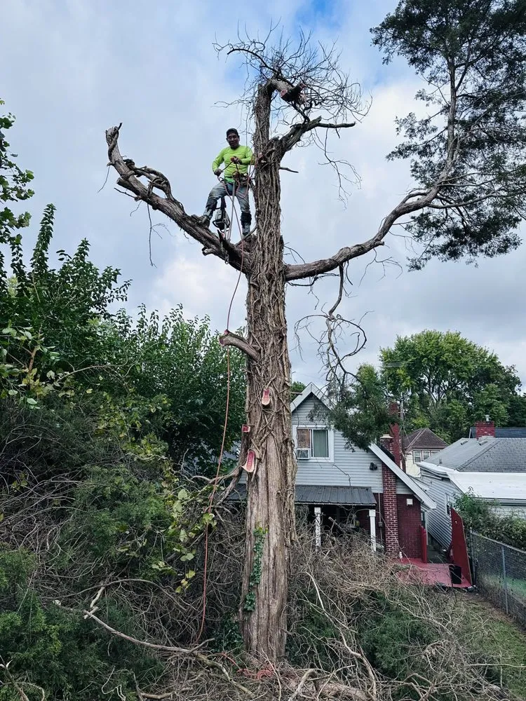 Trusted landscaping services for residential properties in Covington, KY by Mendez Landscaping