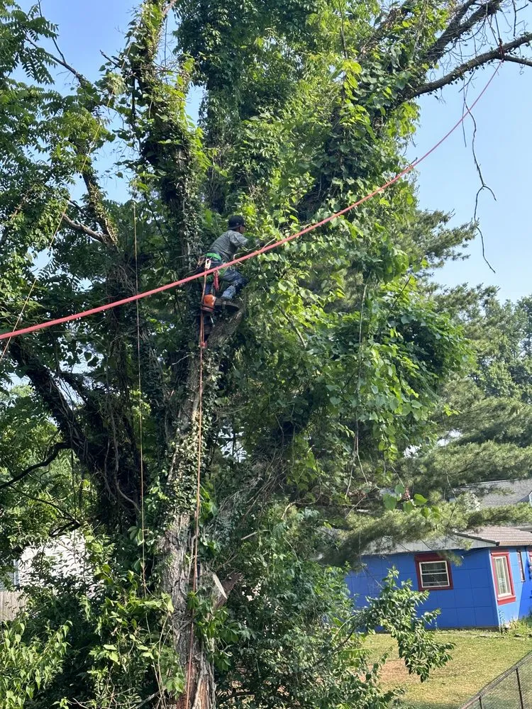 Affordable landscape installation in Covington, KY - Mendez Landscaping