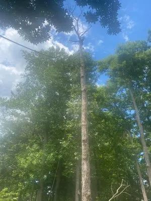 Mendez Tree Service & Landscaping Logo