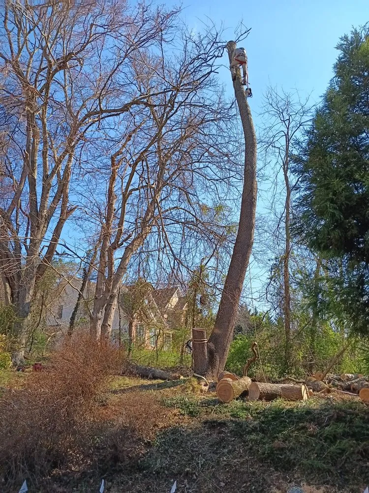Local landscaping services in Locust Grove, VA by Mendez Tree Service and Landscaping
