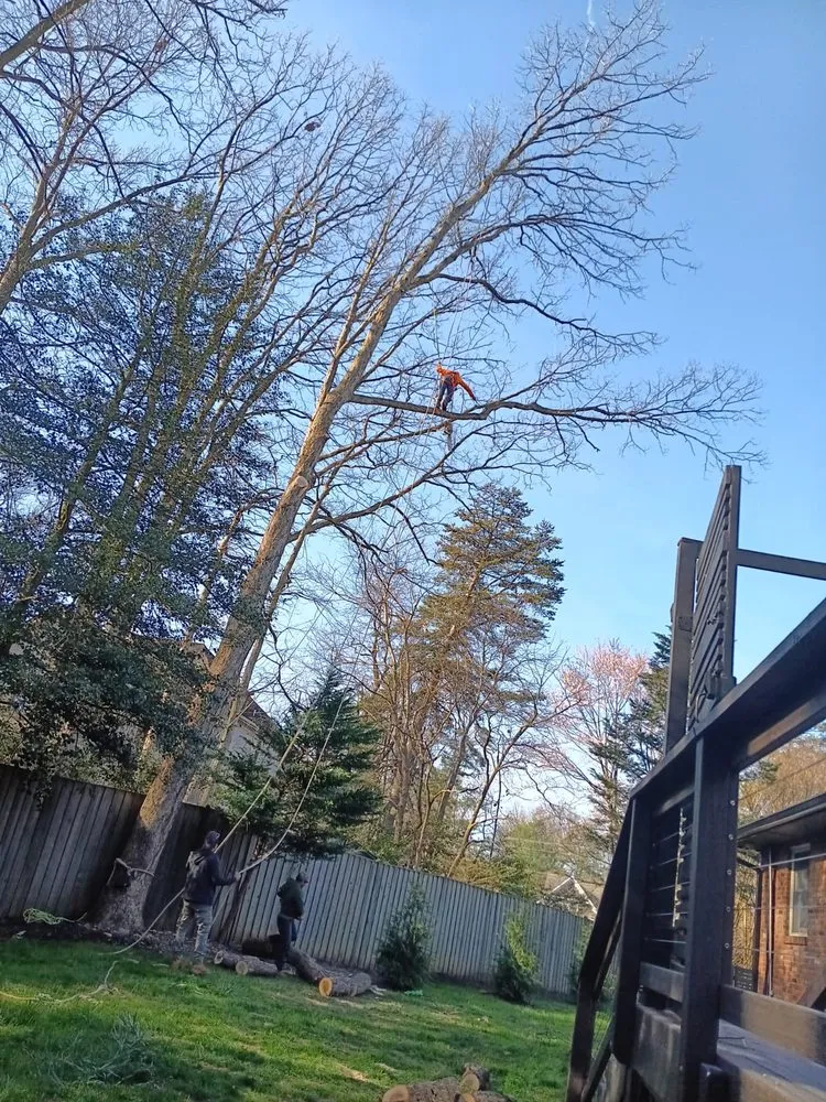 Professional landscaping services in Locust Grove, VA - Mendez Tree Service and Landscaping