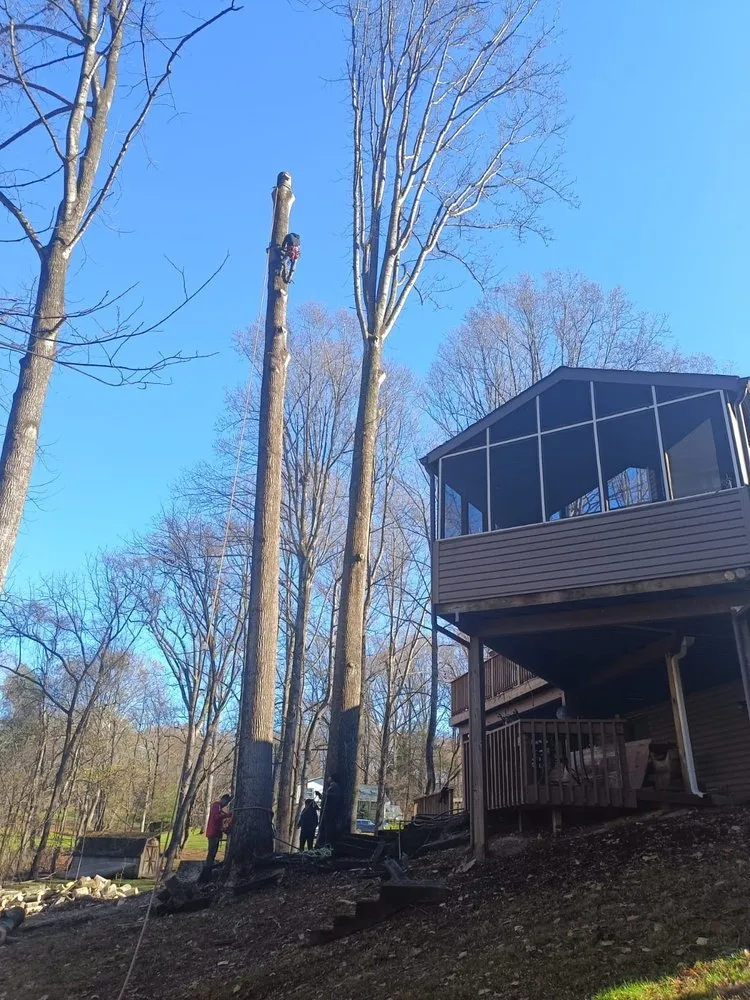 Affordable landscaping services experts serving Locust Grove, VA - Mendez Tree Service and Landscaping