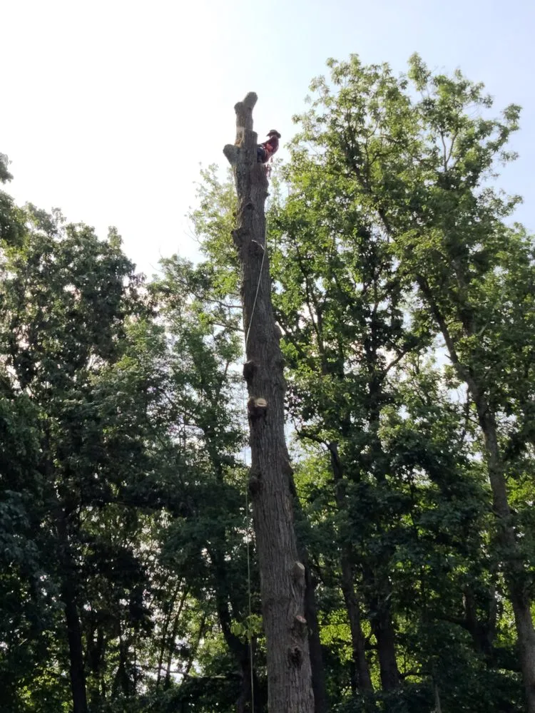 Professional landscape installation near you across Locust Grove, VA - Mendez Tree Service and Landscaping