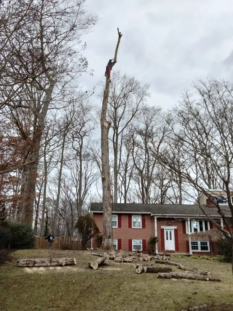 Custom landscape installation experts serving Locust Grove, VA - Mendez Tree Service and Landscaping