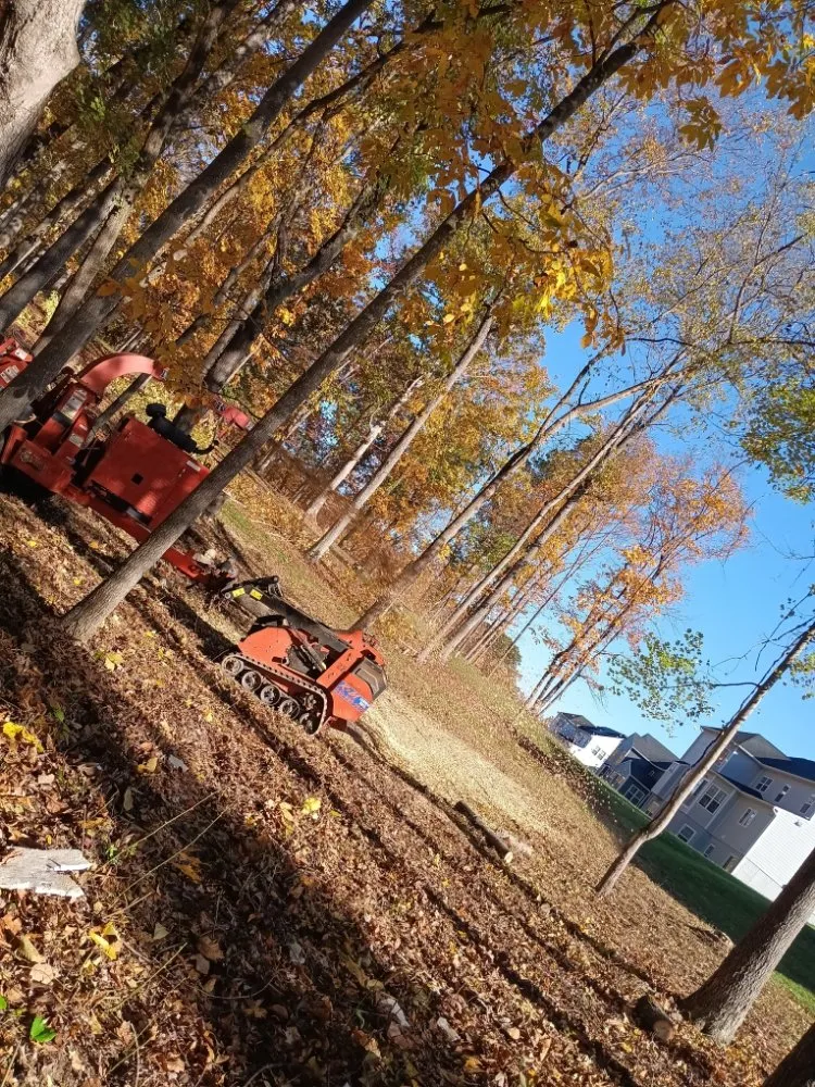 Reliable lawn care service experts serving Locust Grove, VA - Mendez Tree Service and Landscaping